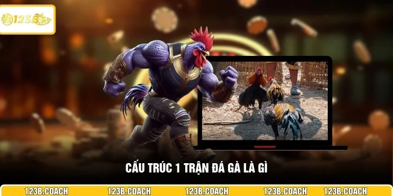 Cấu trúc 1 trận đá gà là gì