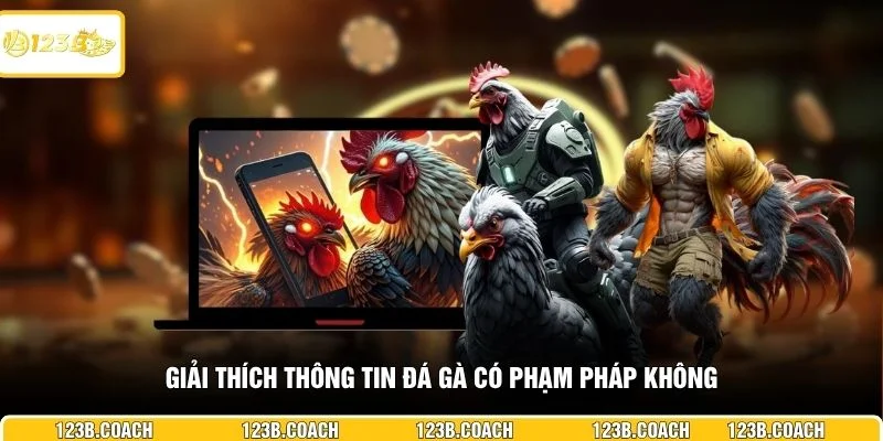 Giải thích thông tin đá gà có phạm pháp không